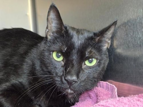 ONYX - Domestic Short Hair available for adoption