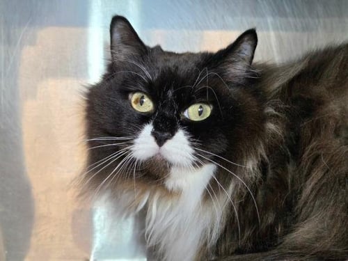 MOCHI - Domestic Medium Hair available for adoption