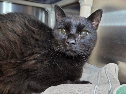 LEONIDAS - Domestic Short Hair available for adoption