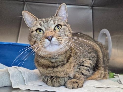 VELICIPASTOR - Domestic Short Hair available for adoption