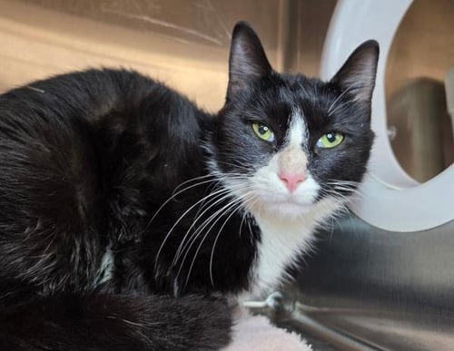 CLOVE - Domestic Short Hair available for adoption