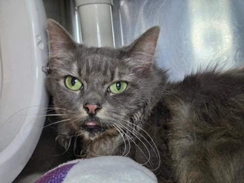 CALI - Domestic Long Hair available for adoption
