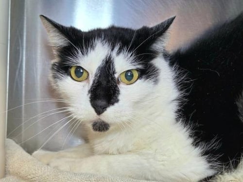 BORIS - Domestic Short Hair available for adoption