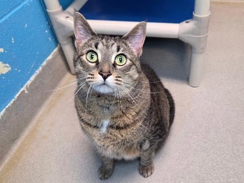 THICKEN NUGGET - Domestic Short Hair available for adoption