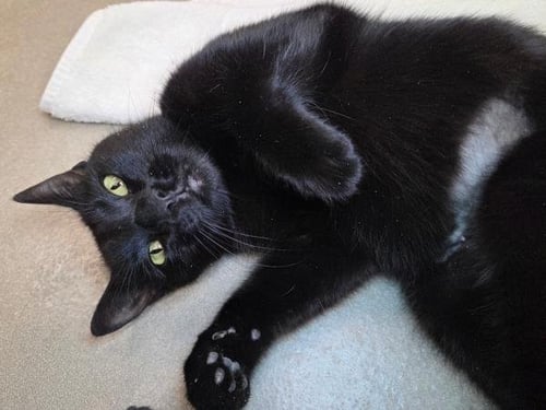 STORMI LADY - Domestic Short Hair available for adoption