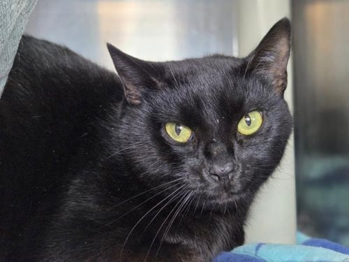 STORMI LADY - Domestic Short Hair available for adoption