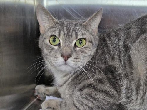 FIL-A - Domestic Short Hair available for adoption