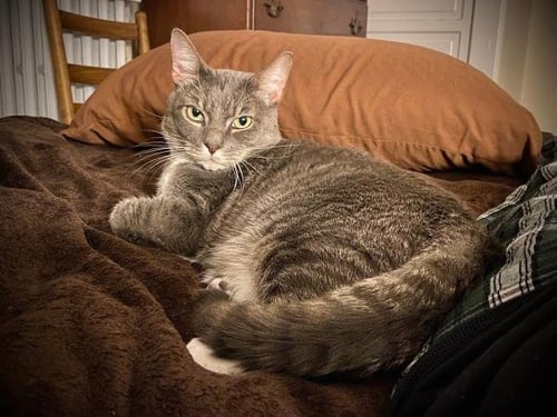 JACKSON - Domestic Short Hair available for adoption