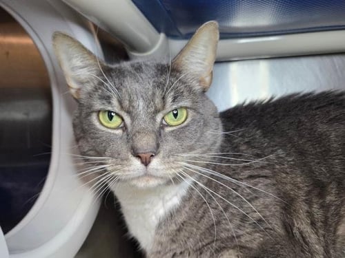 JACKSON - Domestic Short Hair available for adoption