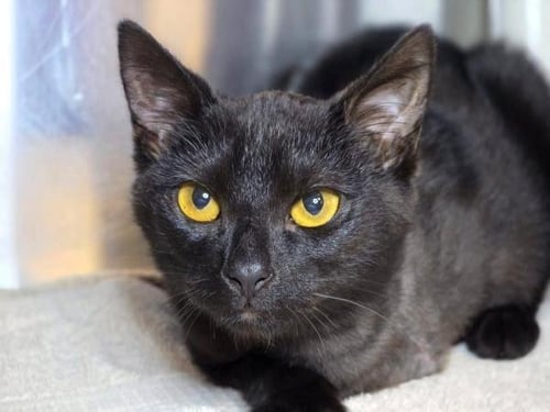 BLACKBIRD SHADOW - Domestic Short Hair available for adoption