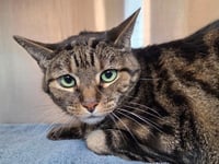 Tigger - Photo 1