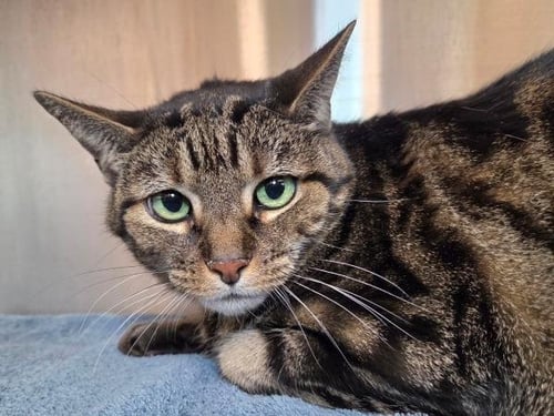 TIGGER - Domestic Short Hair available for adoption