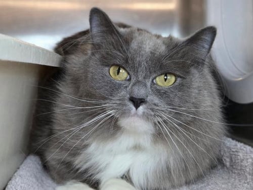 SMOKE - Domestic Medium Hair available for adoption