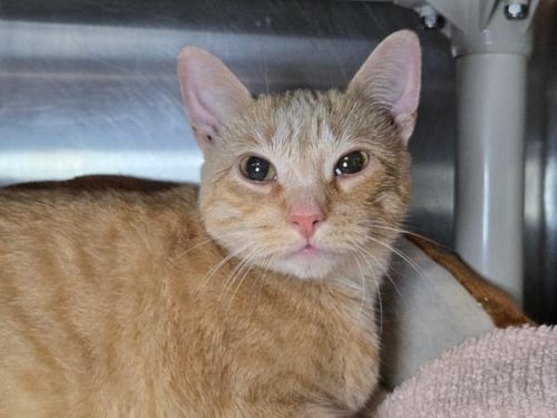 PRETTY - Domestic Short Hair available for adoption