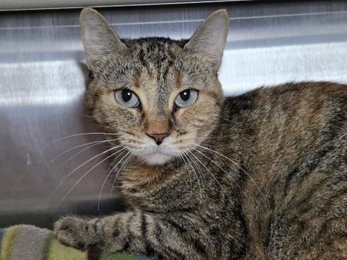 JUDY - Domestic Short Hair available for adoption