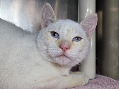 PECAN - Colorpoint Shorthair available for adoption