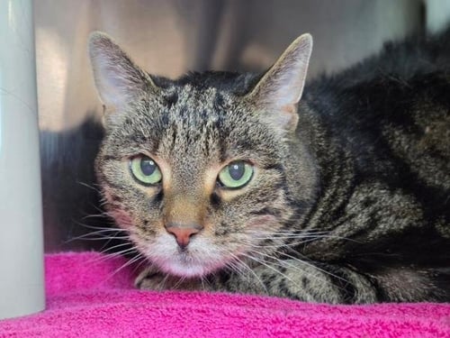 SPUNKY - Domestic Short Hair available for adoption