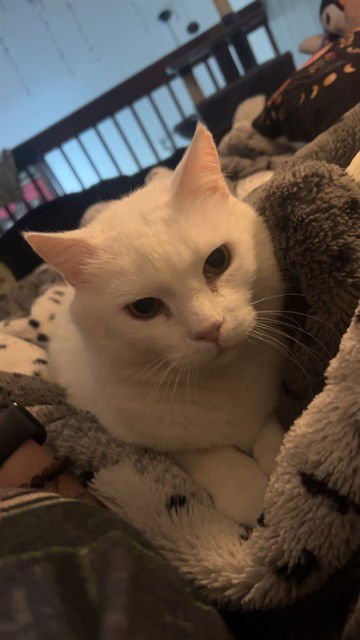 RACE CAR - Domestic Short Hair available for adoption