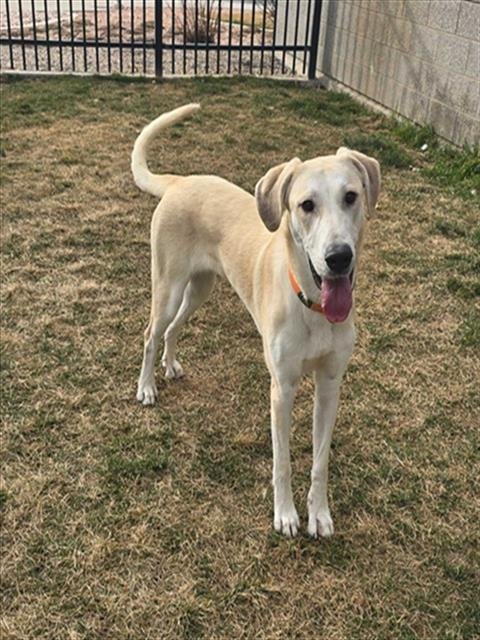FABLE - Akbash / Labrador Retriever available for adoption