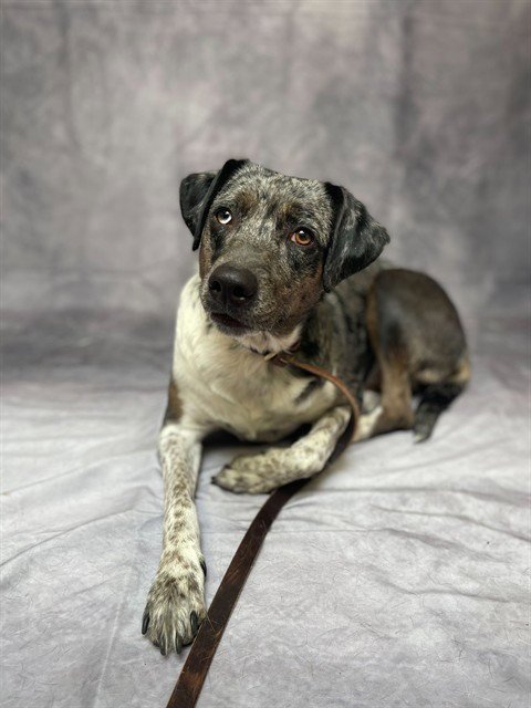 LYNN - Queensland Heeler for adoption in Ogden