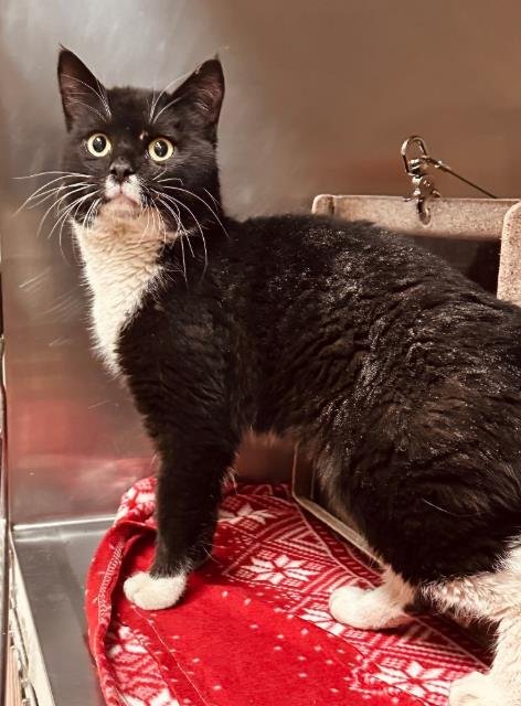 AUGUSTUS - Domestic Short Hair available for adoption