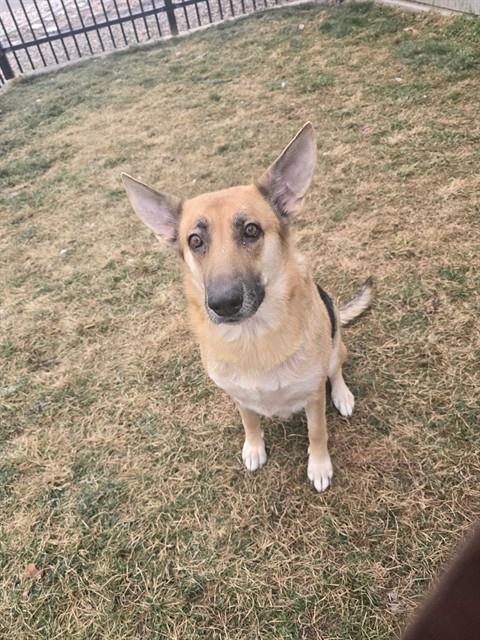 TIA - German Shepherd Dog available for adoption