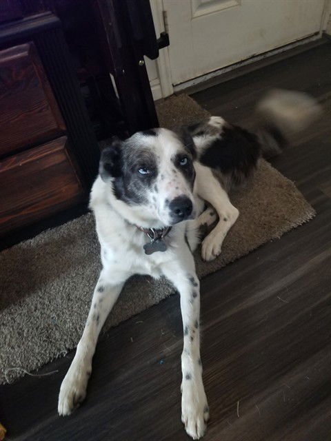 DALLAS - Australian Shepherd available for adoption