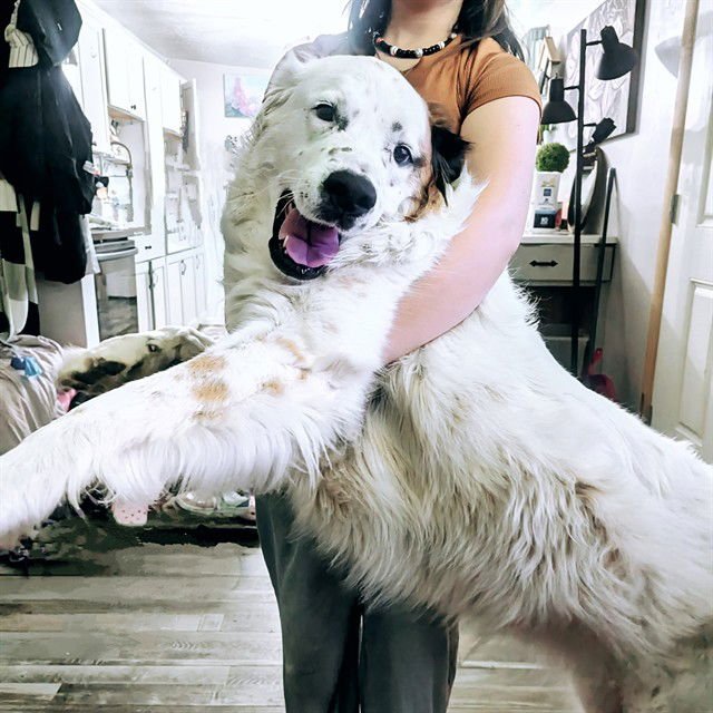 SUGAR - German Shepherd Dog available for adoption