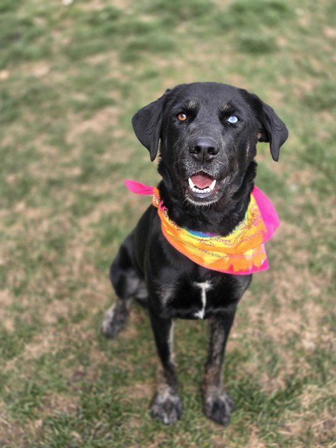 TRIXIE - Labrador Retriever for adoption in Ogden