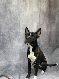 DJANGO - Photo 1