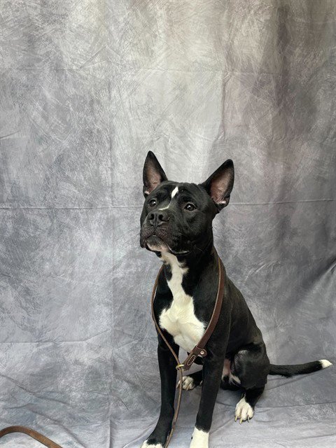 DJANGO - Pit Bull Terrier for adoption in Ogden