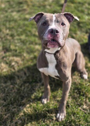 PING PONG - Pit Bull Terrier for adoption in Ogden