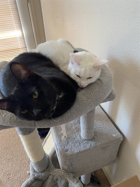 NYX - Domestic Short Hair available for adoption