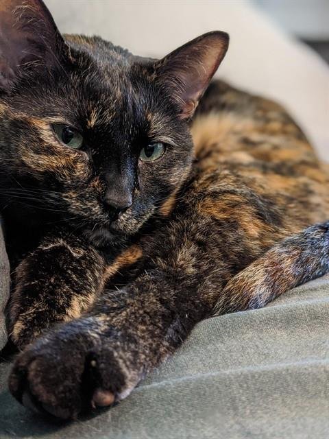 DOBBY - Domestic Short Hair available for adoption