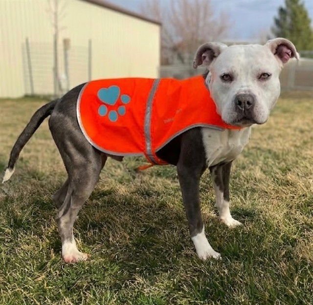 PRINCE PUDDLES - Pit Bull Terrier available for adoption