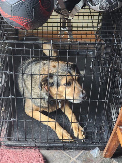 PANCHO - German Shepherd Dog / Labrador Retriever available for adoption