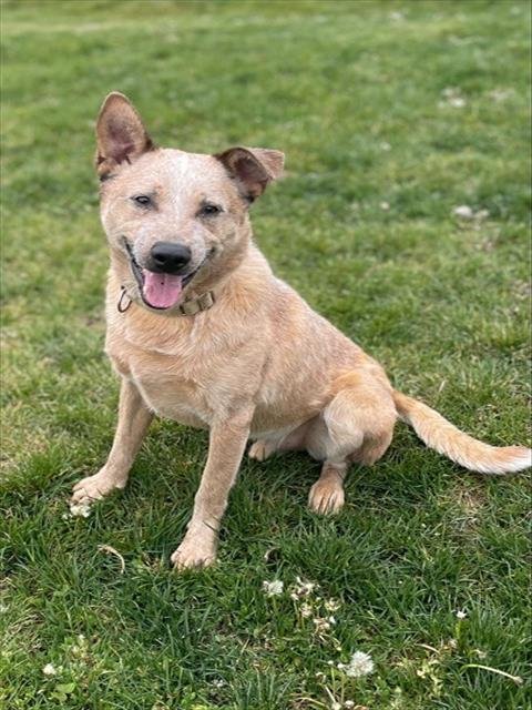 FRECKLES - Queensland Heeler for adoption in Ogden