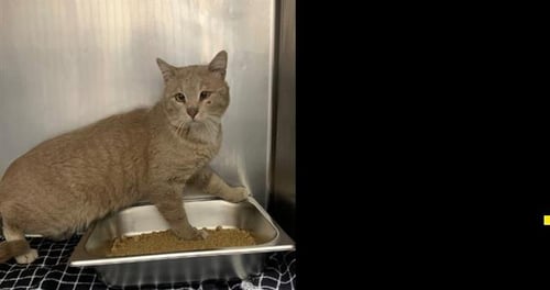 DUSTY - Domestic Short Hair for adoption in Ogden