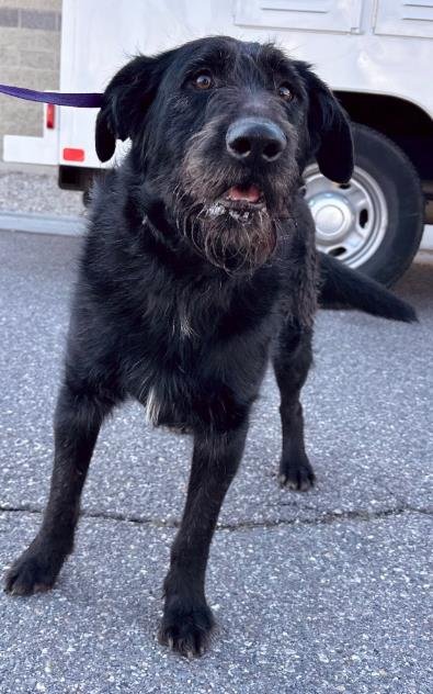 RUMBA - Poodle (Standard) available for adoption