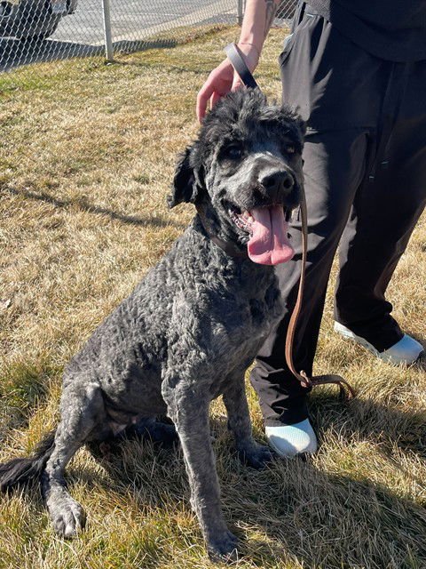 RAVEN - Poodle (Standard) available for adoption