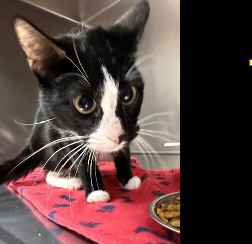 FITSY - Domestic Short Hair for adoption in Ogden