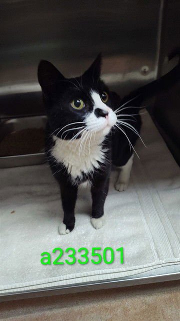 NIKOLI - Domestic Short Hair available for adoption