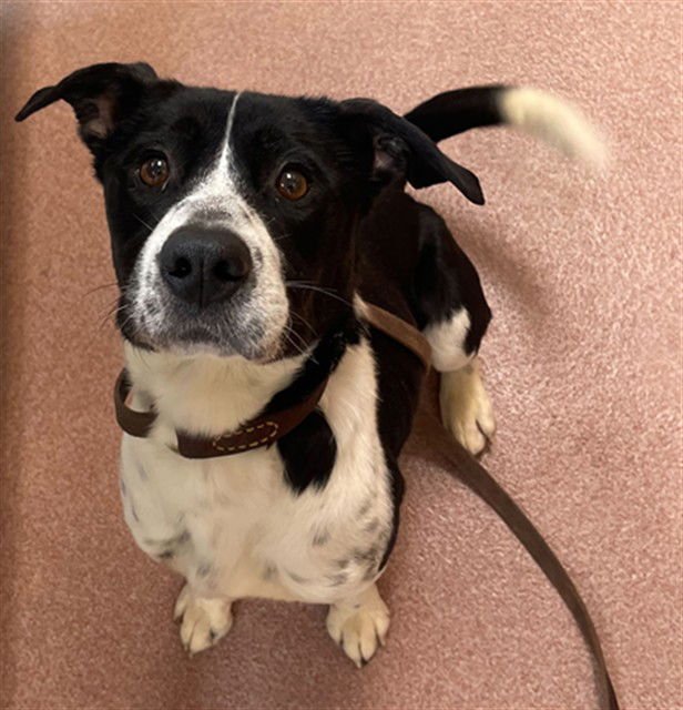 FRANKIE - Australian Cattle Dog/Blue Heeler / Pit Bull Terrier available for adoption