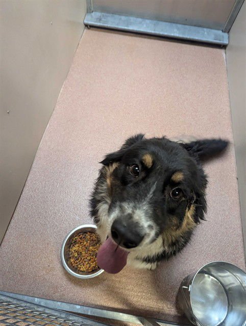 HARRIS - Australian Shepherd available for adoption