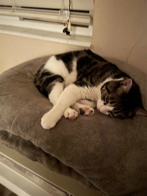 SPARKY - Domestic Short Hair available for adoption