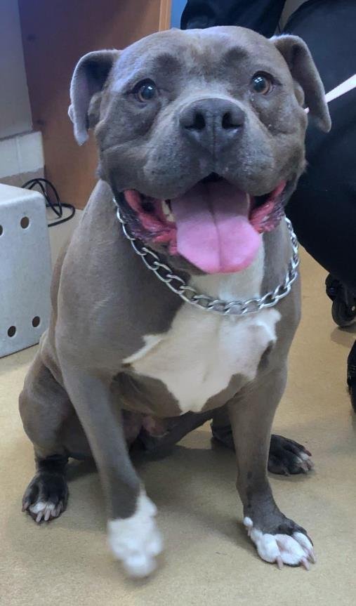 CALLIE - Staffordshire Bull Terrier available for adoption