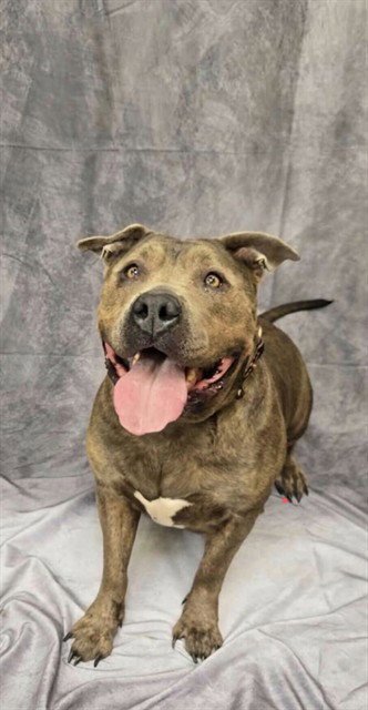 THICKUMS MCGEE - Staffordshire Bull Terrier for adoption in Ogden