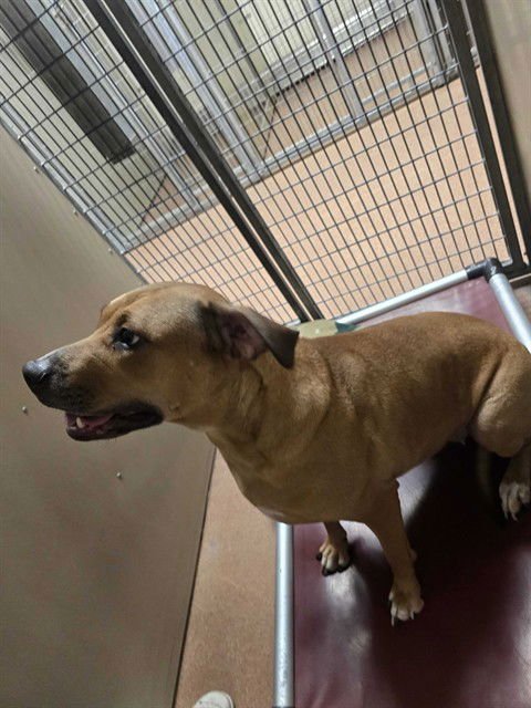 LILA - Pit Bull Terrier available for adoption