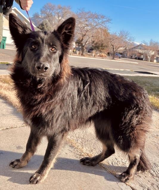 WILMA - German Shepherd Dog available for adoption