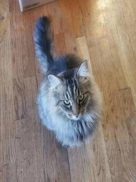 KITTY - Domestic Long Hair available for adoption